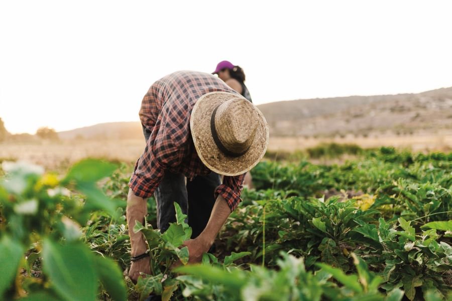 Ferias, proveedores y producto especializado · Sector agrícola técnico agricola